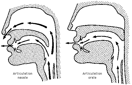 articulation nasale - orale