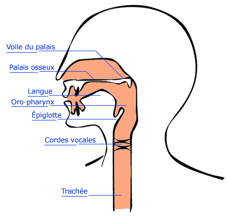 l'appareil phonatoire - respiratoire