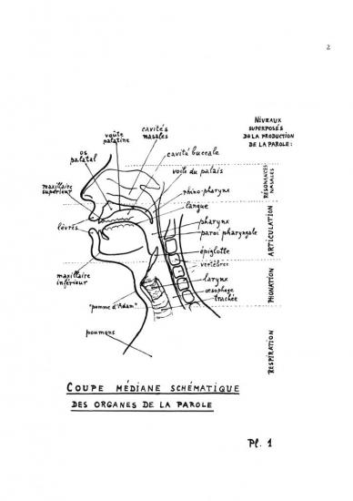 l'appareil vocal