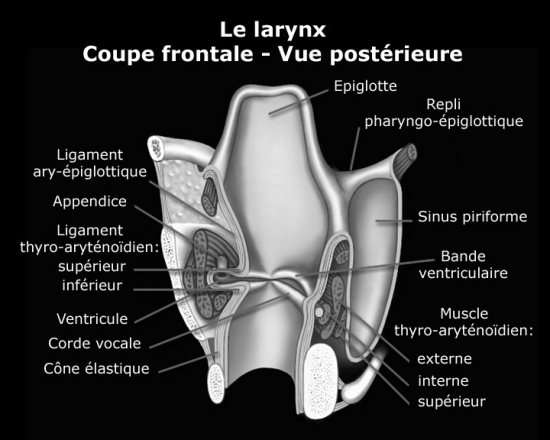 larynx