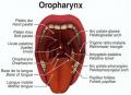 Oropharynx